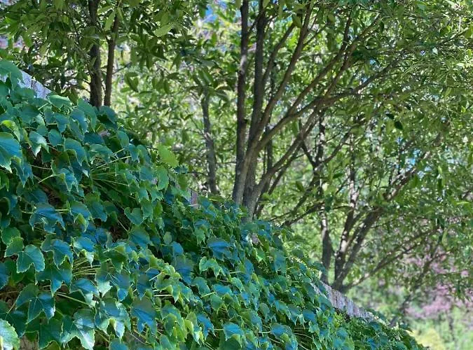 Oda ve Kahvaltı La Giorgetta 3*